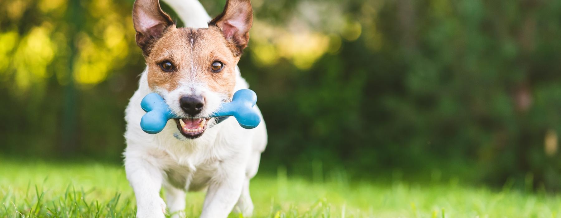 a dog running with a ball in its mouth