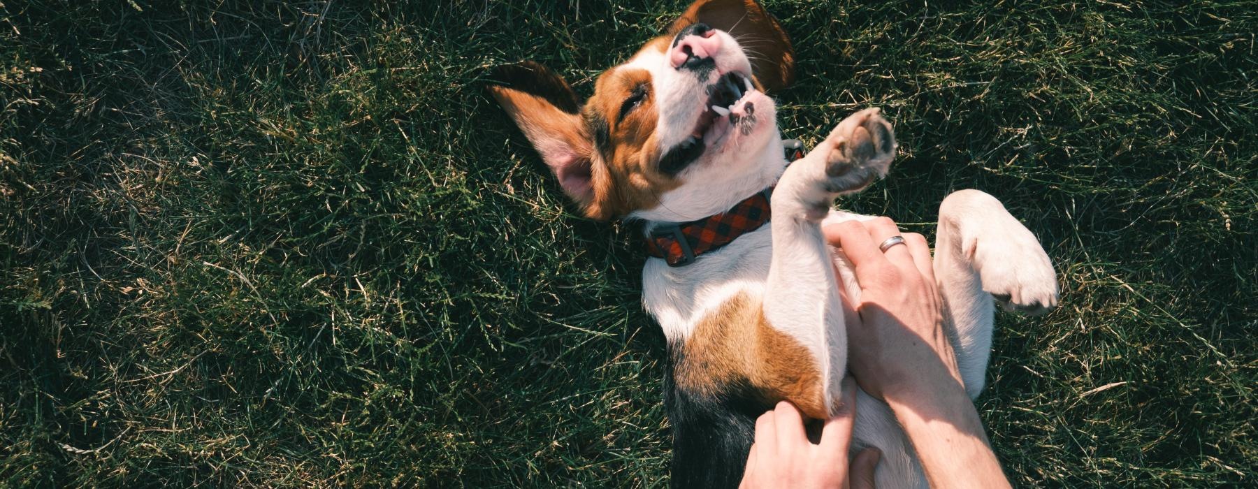 a dog biting a person's leg